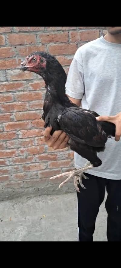 aseel Thai male female sale