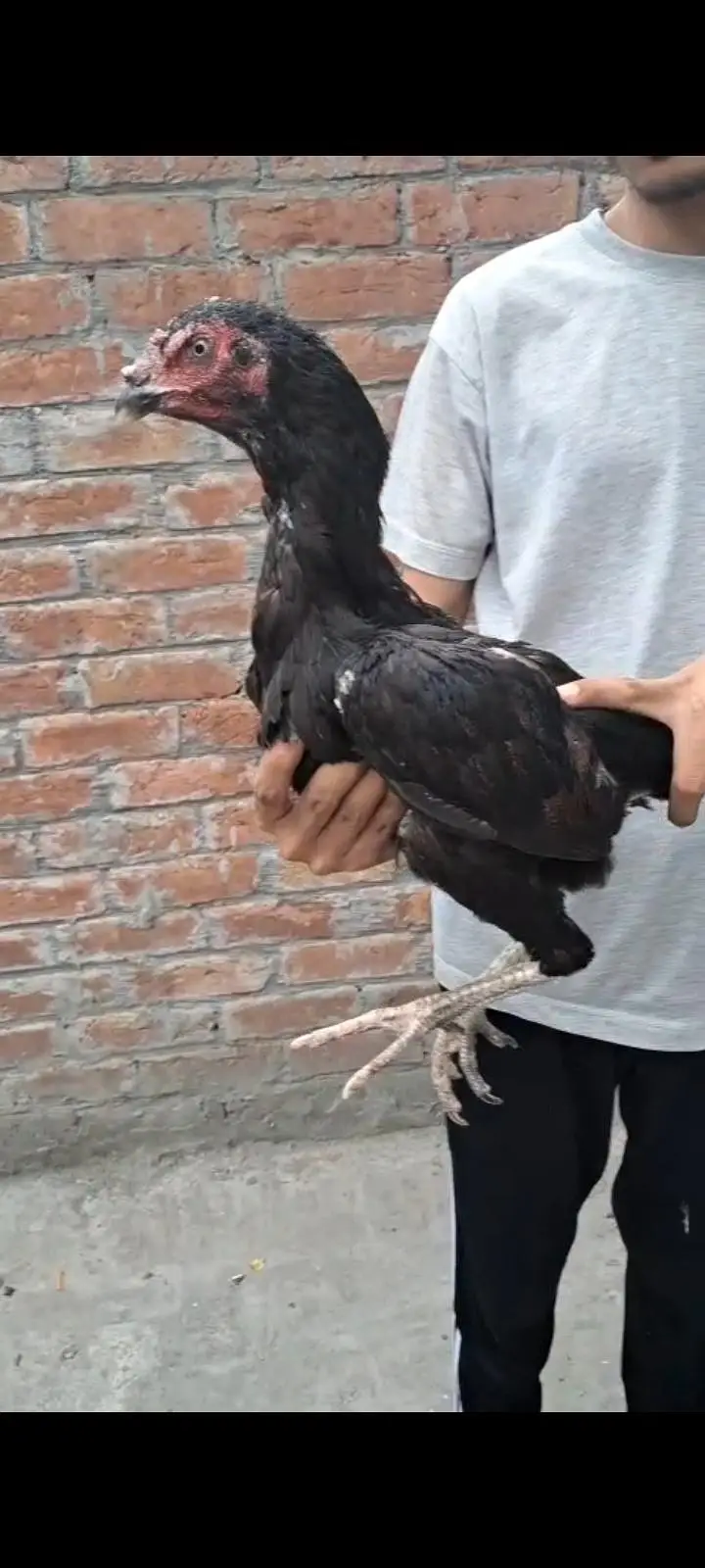 aseel Thai male female sale