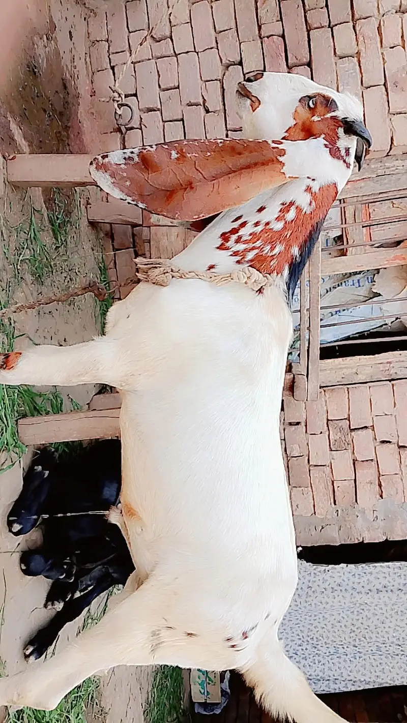 Desi Bakra — photo 2