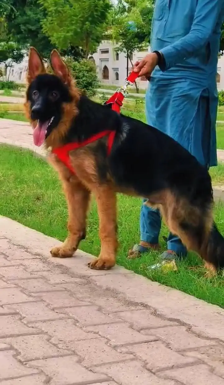 German Shepherd long coat male dog for sale — photo 2
