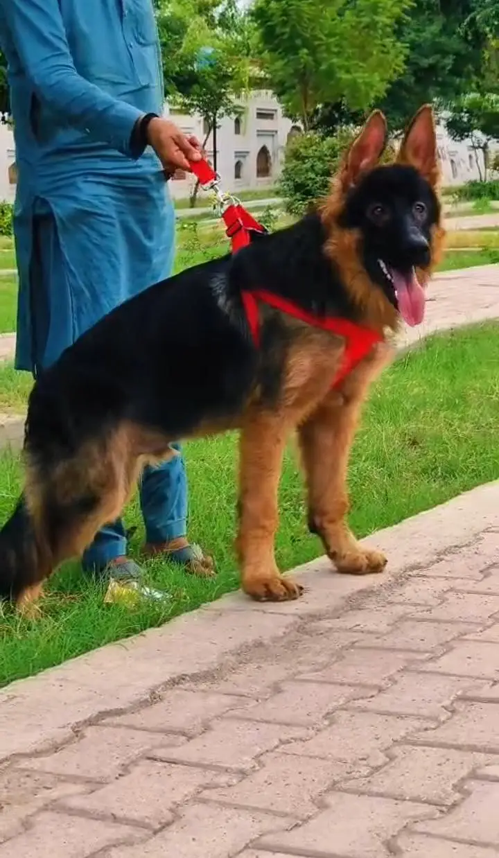 German Shepherd long coat male dog for sale — photo 3