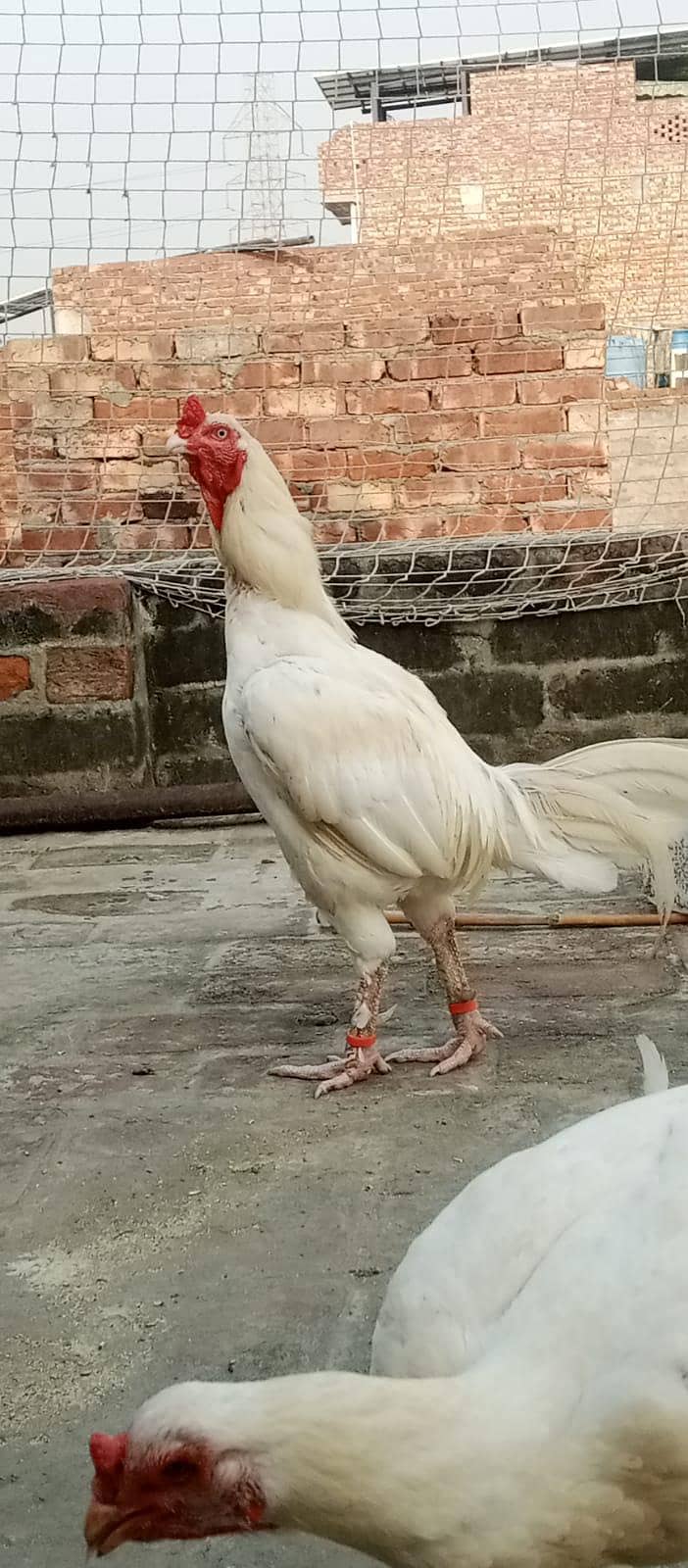 pure heera 3