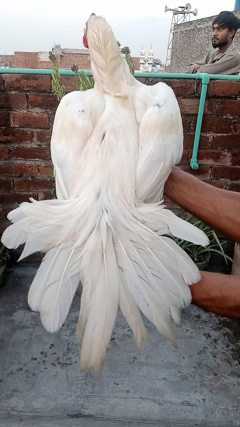 pure heera 9