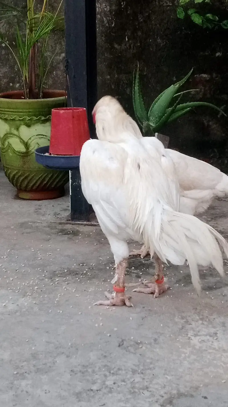 pure heera — photo 12