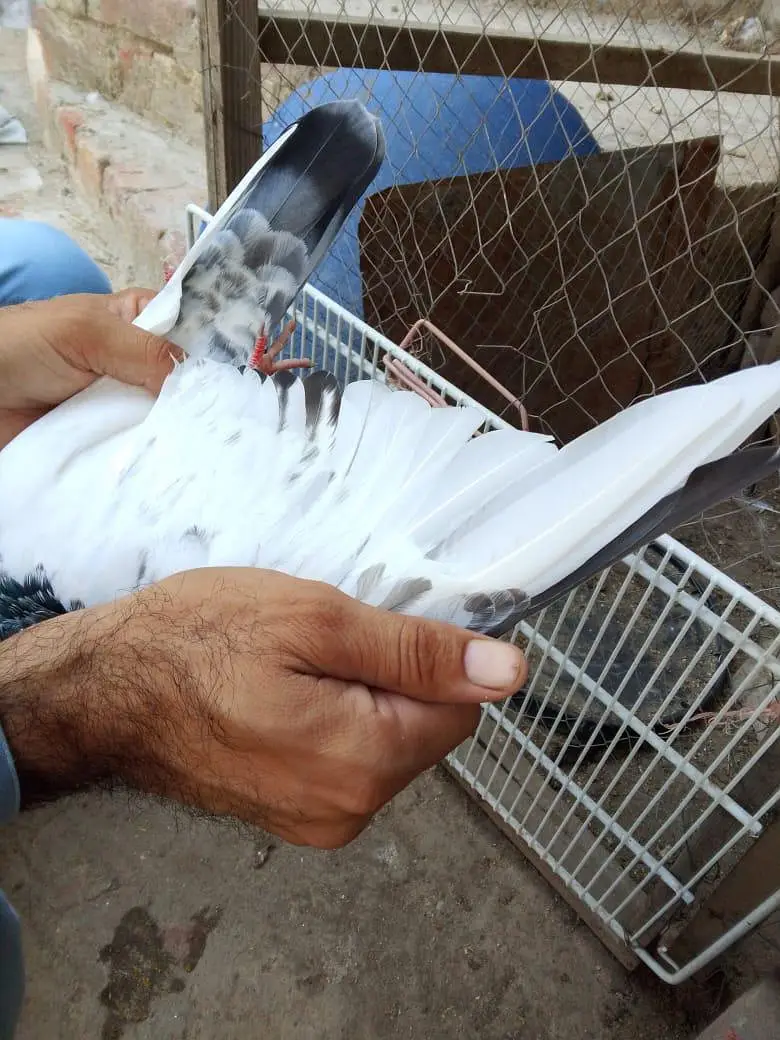 goldan kabor for sale. 03074975591 — photo 2