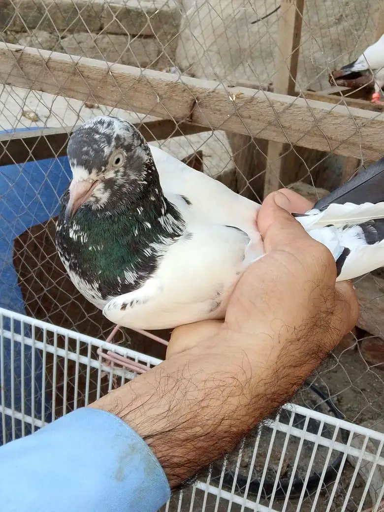 goldan kabor for sale. 03074975591 — photo 7