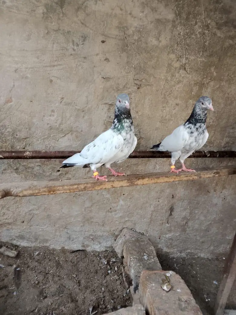 goldan kabor for sale. 03074975591 — photo 9