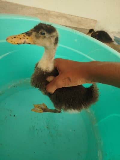 two baby ducks in rs 1299