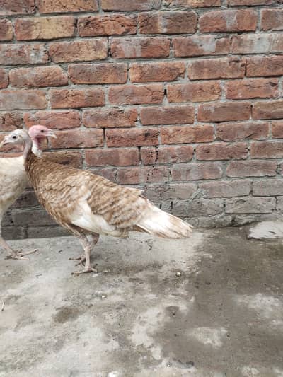 Golden Turkey female