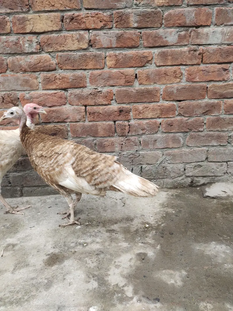 Golden Turkey female