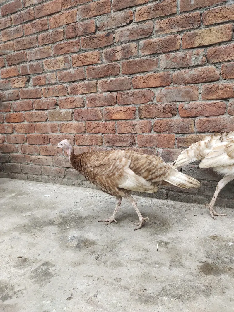 Golden Turkey female — photo 2