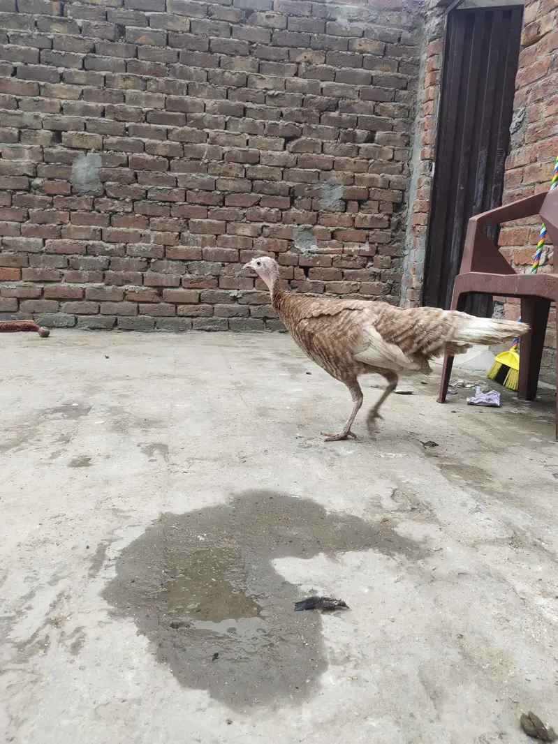 Golden Turkey female — photo 3