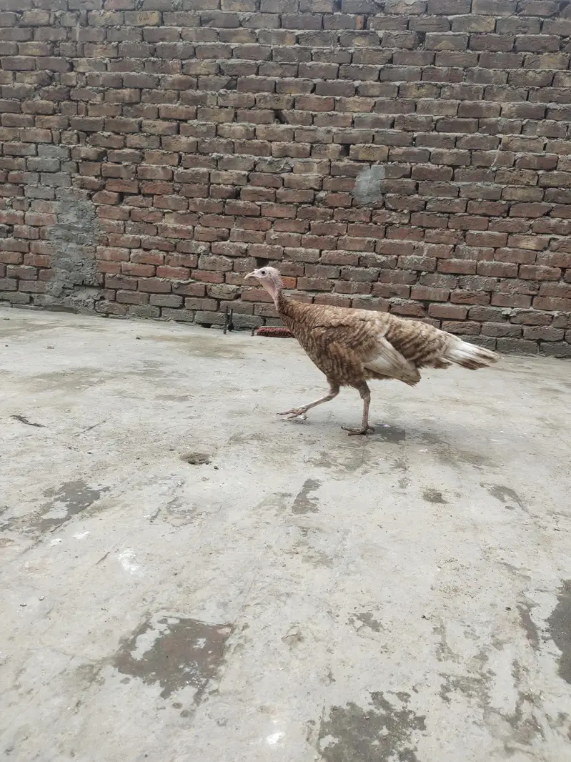 Golden Turkey female — photo 4