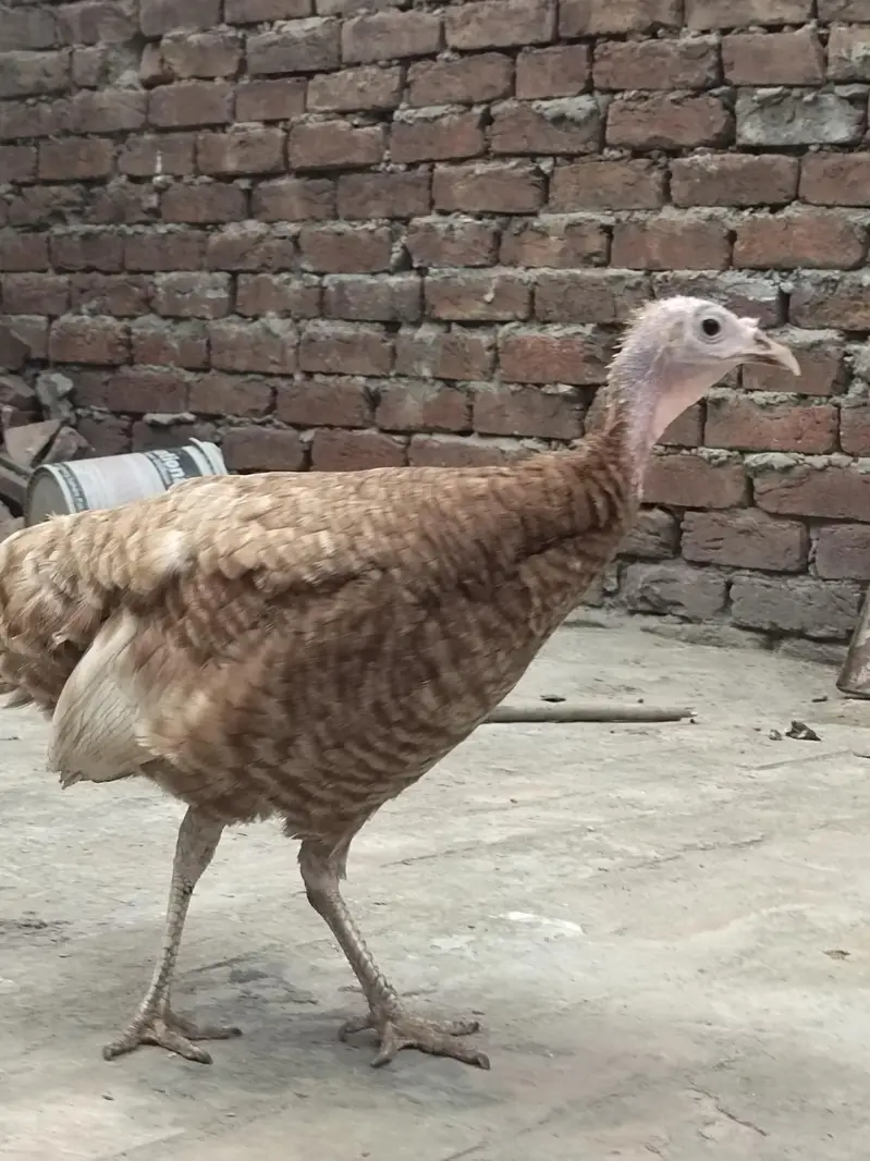 Golden Turkey female — photo 5