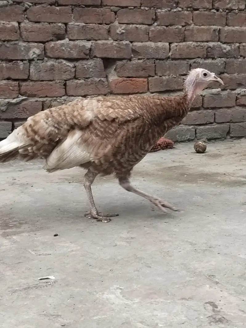 Golden Turkey female — photo 6