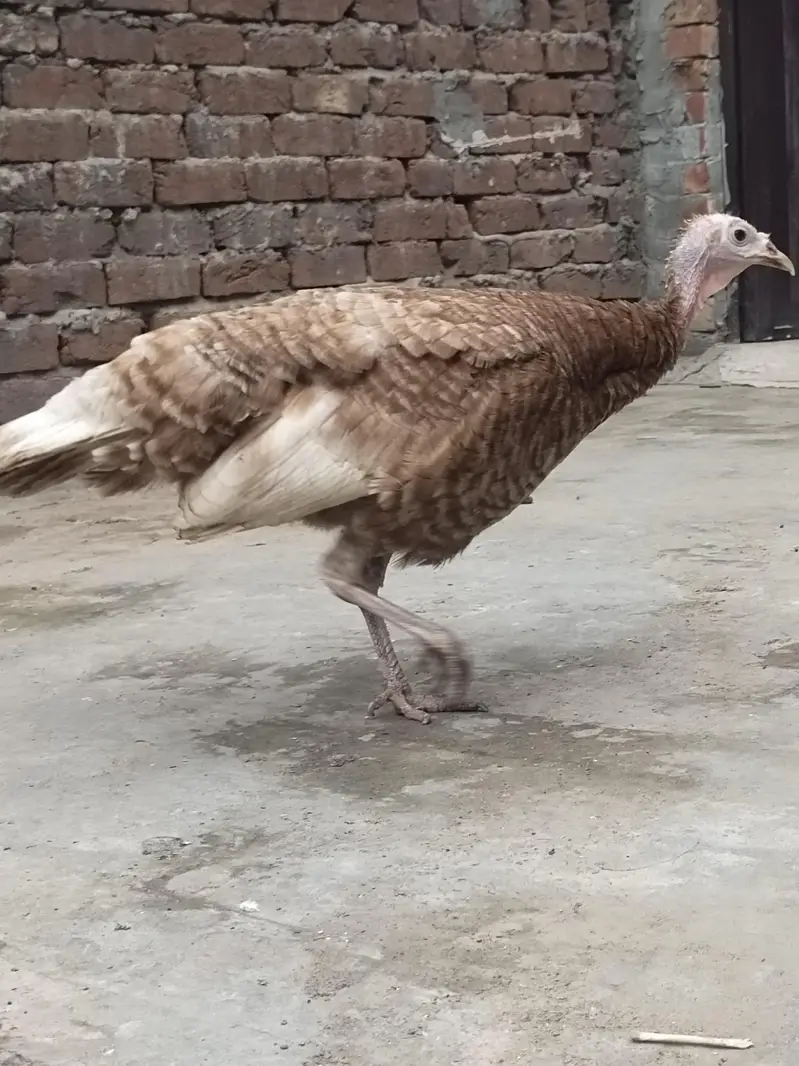 Golden Turkey female — photo 7