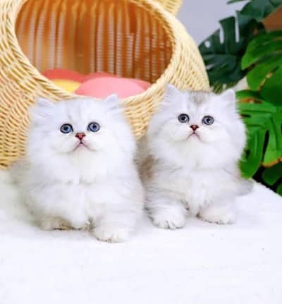Persian kittens whatp ///0322 ///0396547///