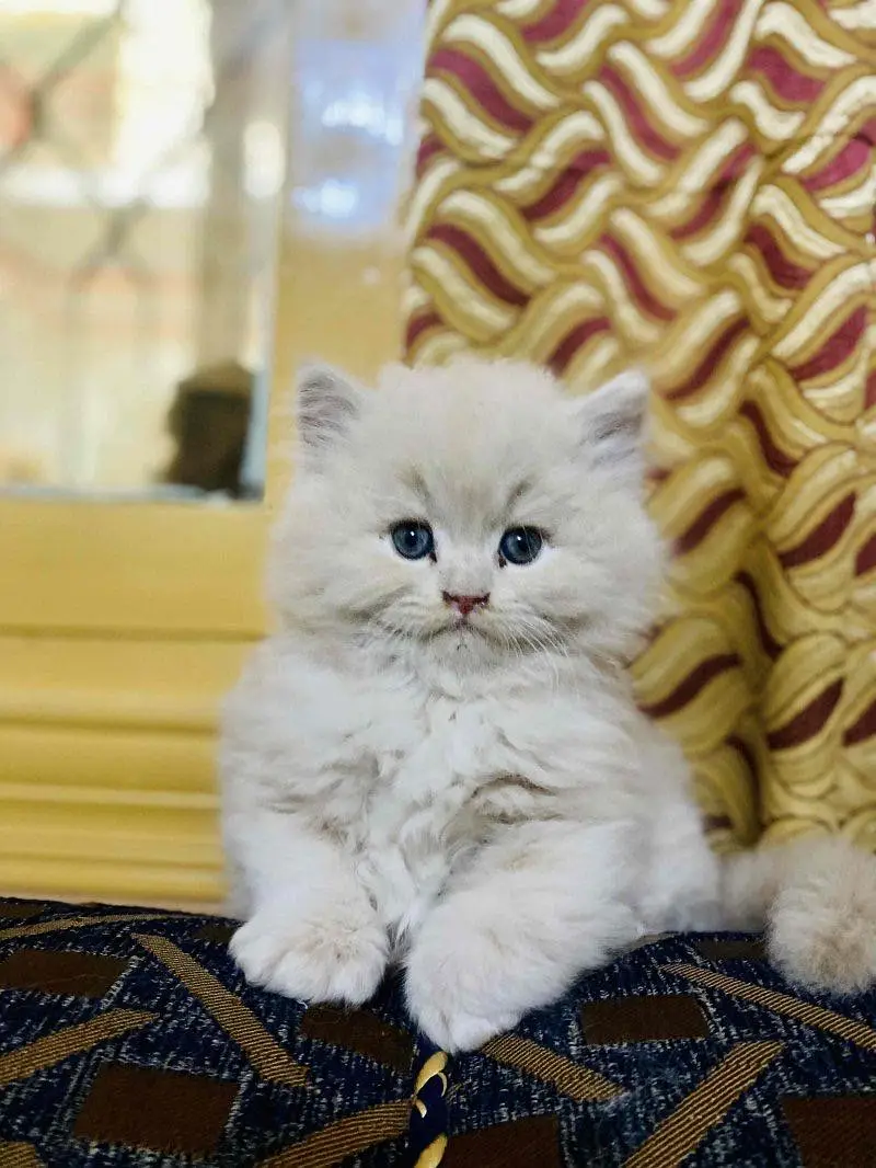 Persian kittens whatp ///0322 ///0396547/// — photo 2