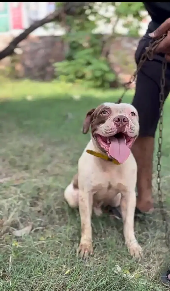 American bully pair available