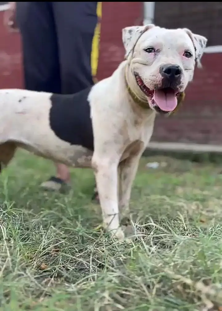 American bully pair available — photo 2