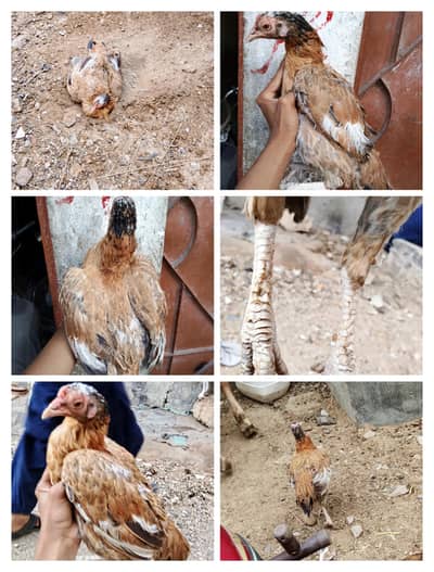 aseel females