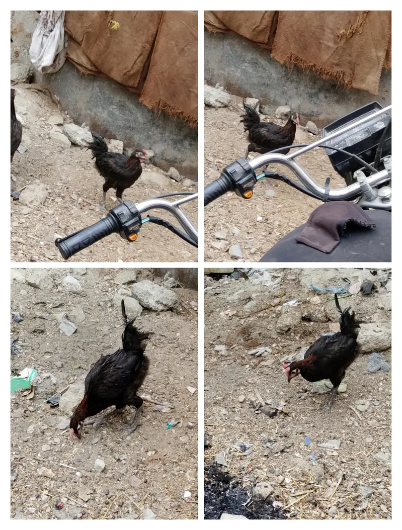 aseel females — photo 2