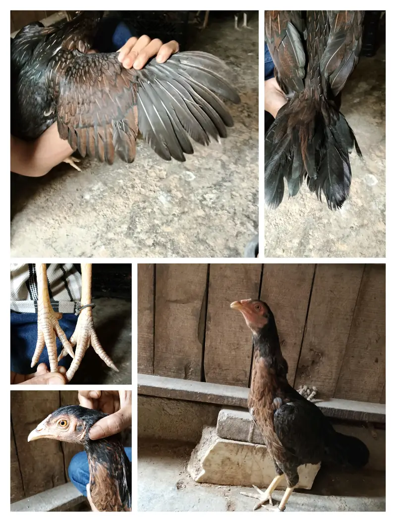 aseel females — photo 3