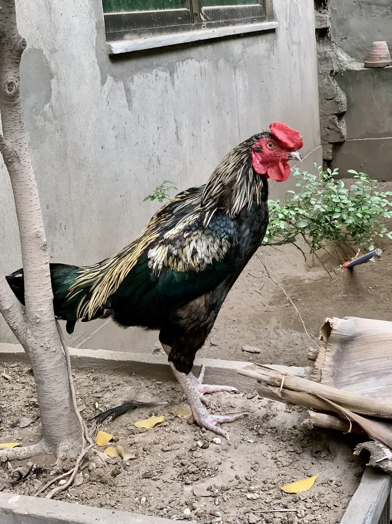 Aseel Healthy — photo 4