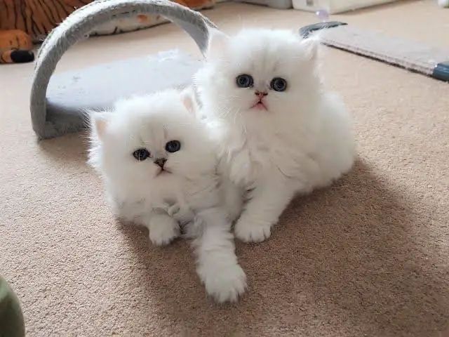 Persian kittens whatp ///0322 ///0396547/// — photo 2