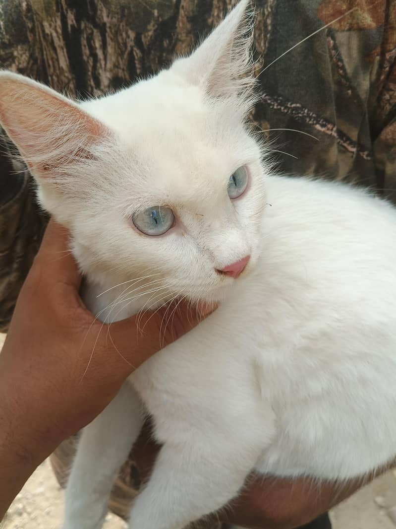 cat Persian 0