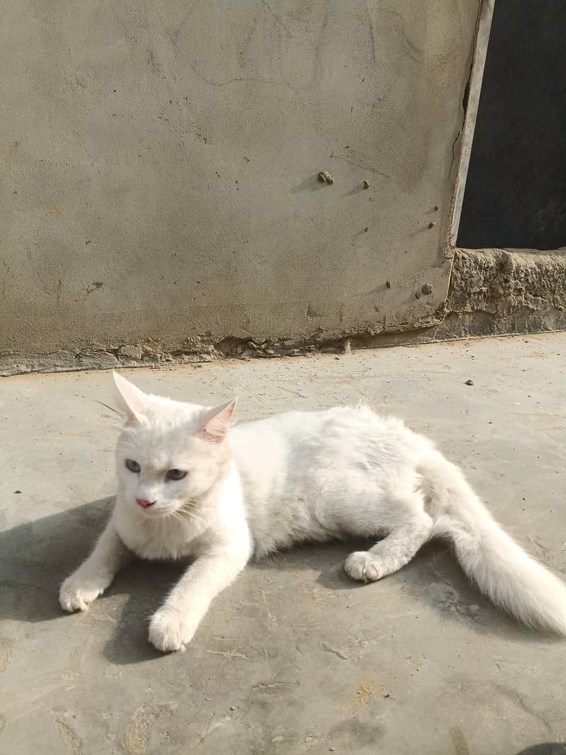 cat Persian 1