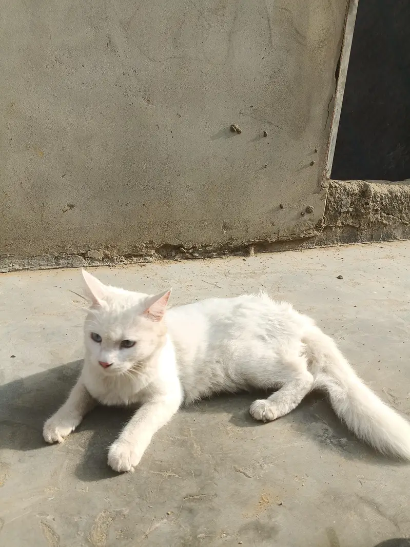 cat Persian — photo 2