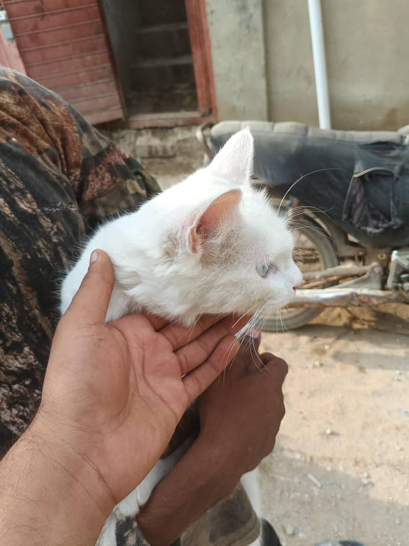 cat Persian 3