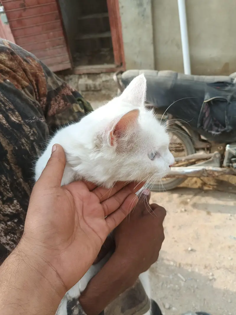 cat Persian — photo 4