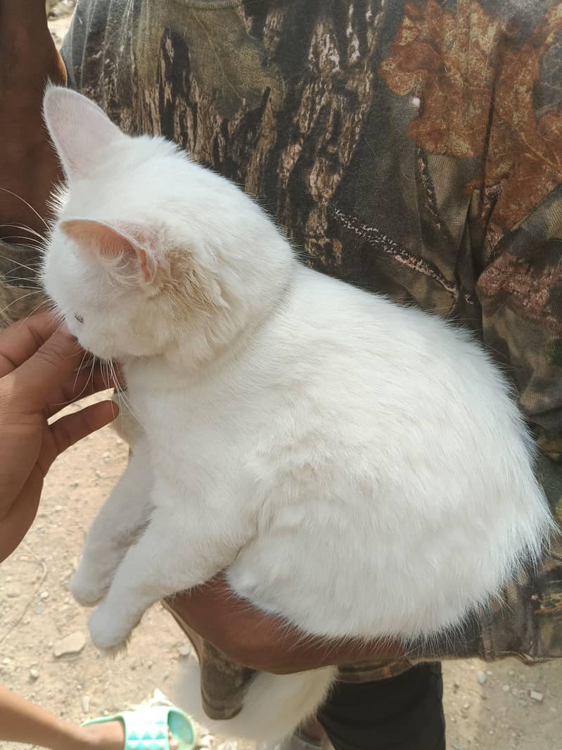 cat Persian 4