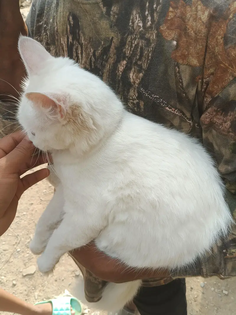 cat Persian — photo 5