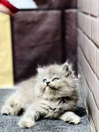 Cash on delivery persian cats & Kittens Available- Healthy & Playfull