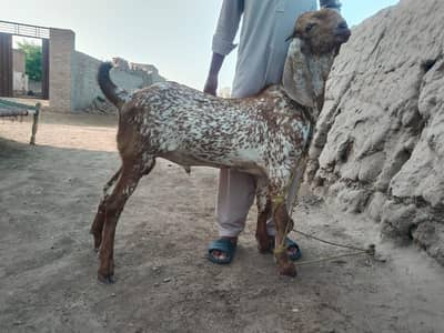 desi Bakra for sale