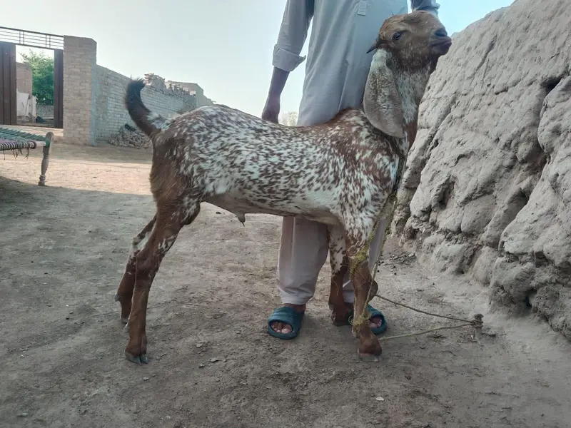 desi Bakra for sale