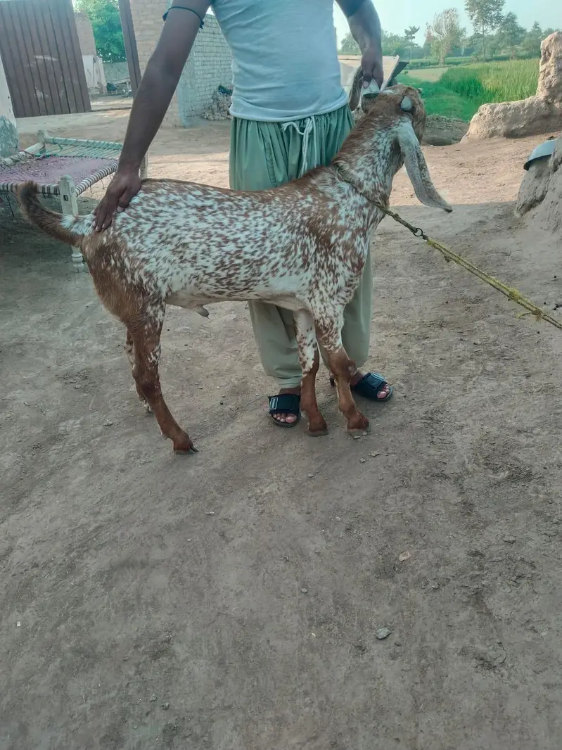 desi Bakra for sale — photo 3