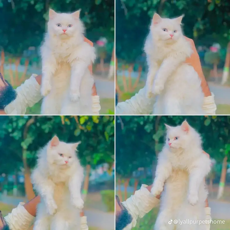 Persian Punch face triple coat cat Kitten — photo 12