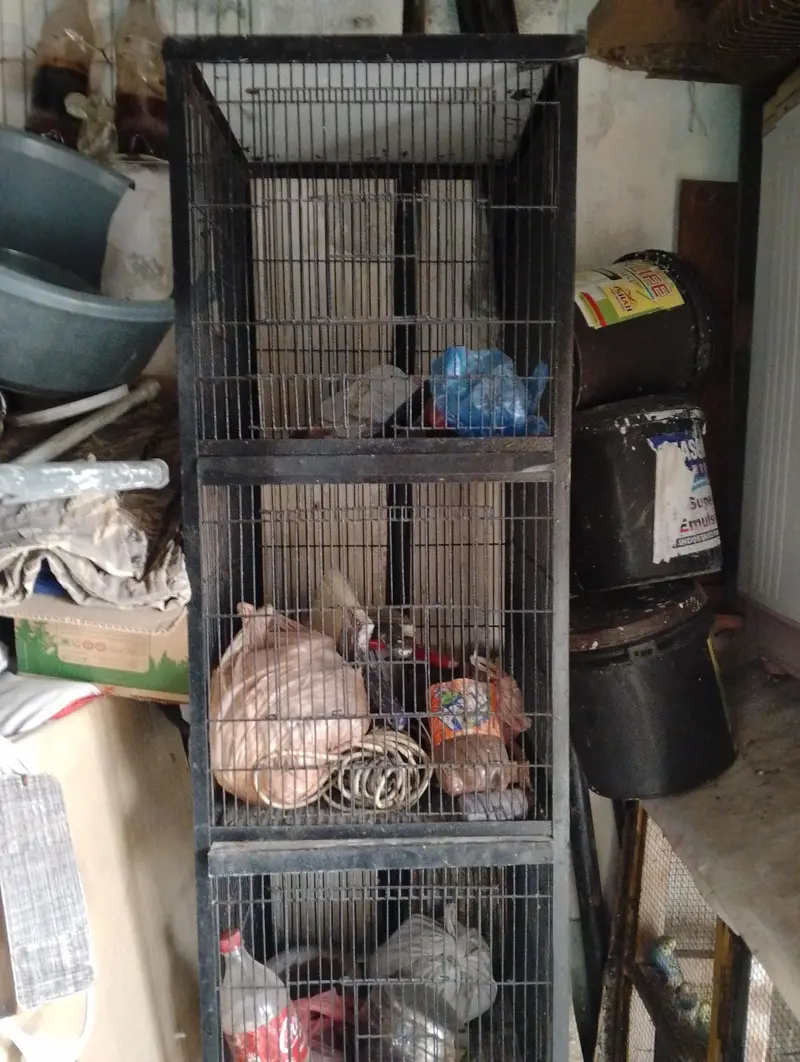 Parrot Cage