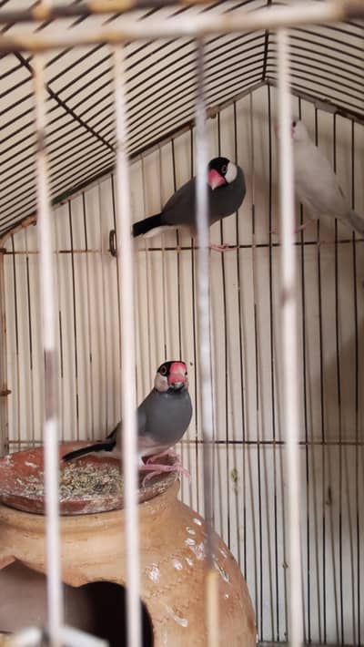 Java pair