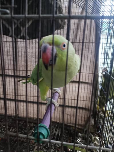 Green Ringneck Females