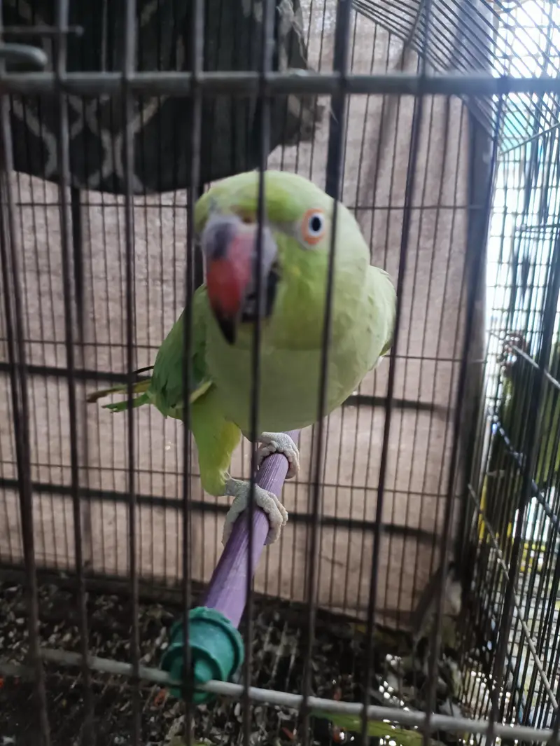 Green Ringneck Females