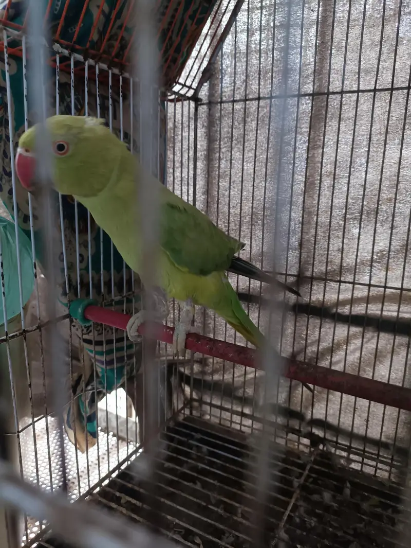 Green Ringneck Females — photo 2