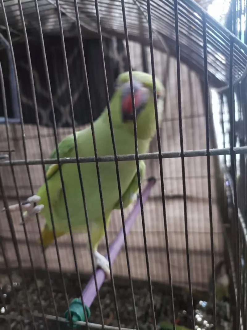 Green Ringneck Females — photo 3