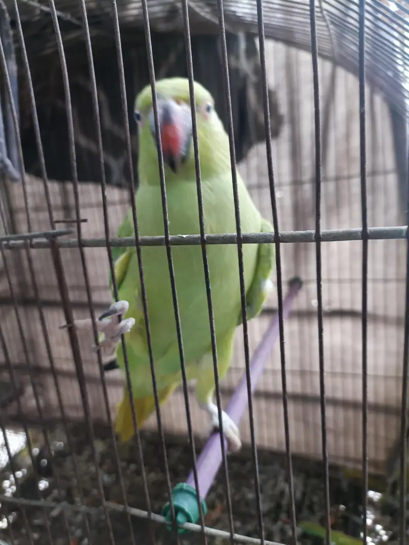 Green Ringneck Females — photo 4