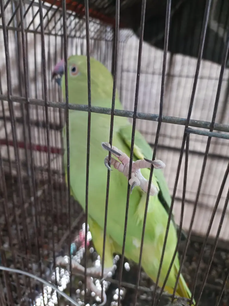 Green Ringneck Females — photo 5