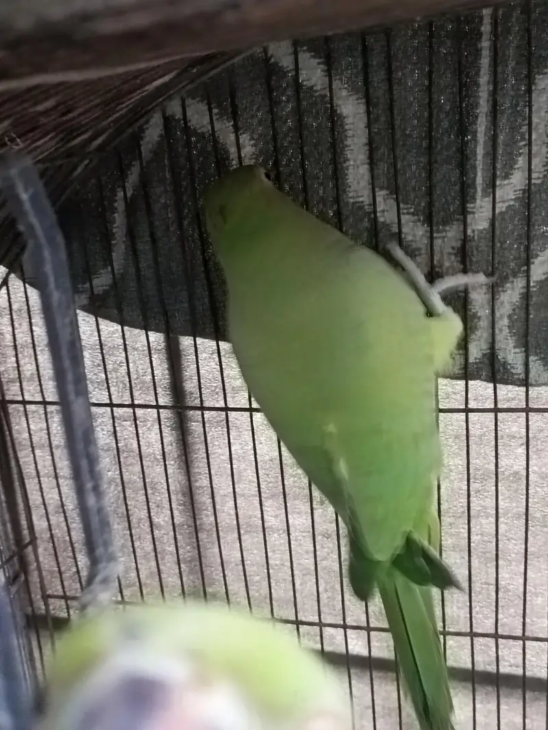 Green Ringneck Females — photo 6